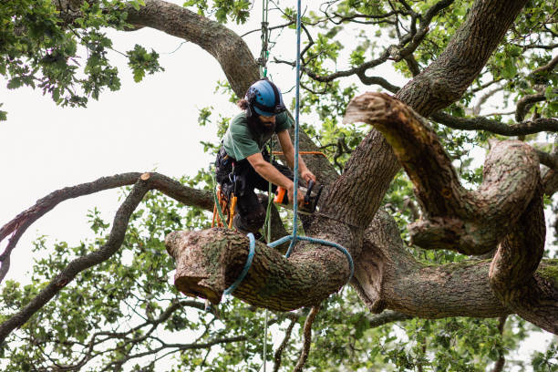 Leaf Removal in Huntley, IL