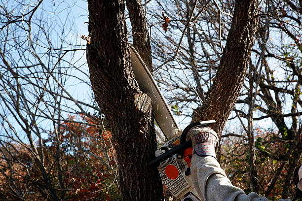 How Our Tree Care Process Works  in  Huntley, IL