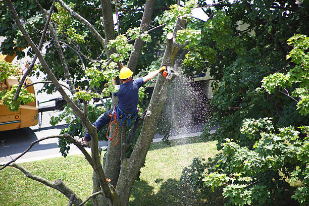 Professional Tree Care in Huntley, IL